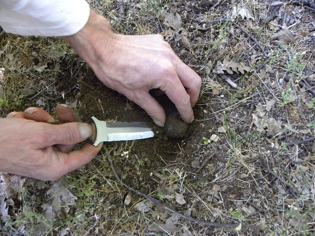 Idoneità alla raccolta di tartufi